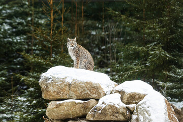 adult male Eurasian lynx (Lynx lynx) high on the rocks with snow