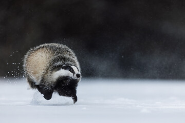 European badger (Meles meles) in the run, his whole body is in the air © michal