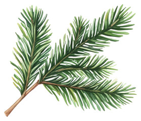 PNG Pine branch illustration watercolor realistic.