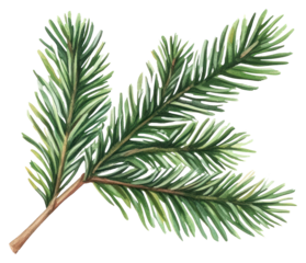 PNG Pine branch illustration watercolor realistic.