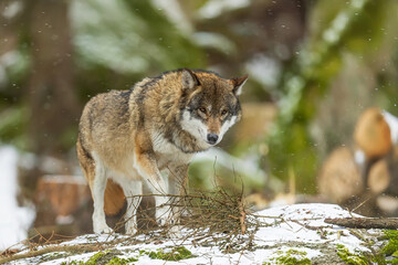 female Eurasian wolf (Canis lupus lupus) it's in the woods and it's snowing