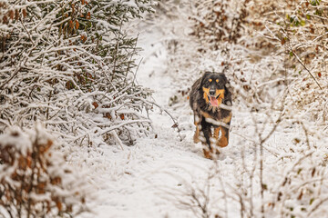 male black and gold Hovie dog hovawart running along a snowy forest path