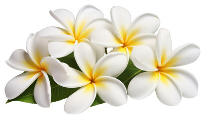 PNG White frangipani flowers blossoms petals white.