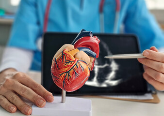 Cardiologist explains heart anatomy using model and ultrasound