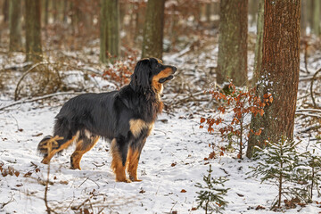 male black and gold Hovie dog hovawart with a funny expression