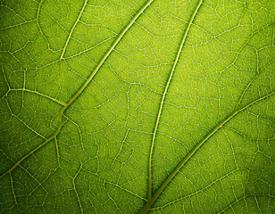 Obraz premium A tranquil atmosphere leaf vein textures in soft greens and subtle yellows for organic backgrounds