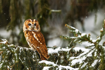 tawny owl (Strix aluco) sitting on a spruce branch on a winter's day
