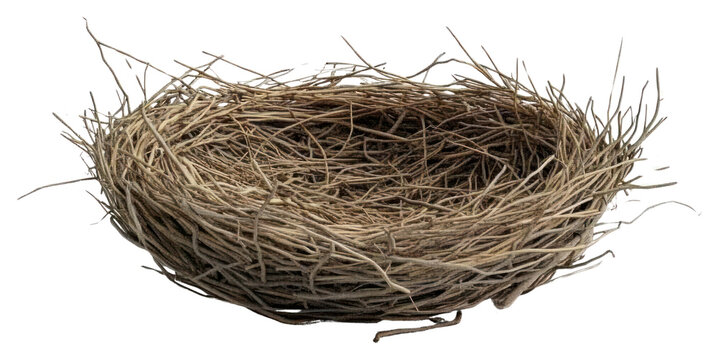 PNG Nest empty bird intricate.