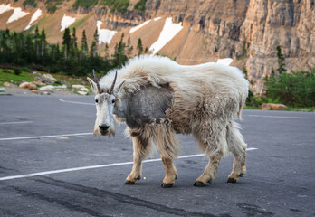 Fototapeta premium Mountain Goat on the Going to the Sun Road, Logan Pass, Glacier National Park, Montana