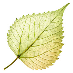 Obraz premium leaf isolated on white background
