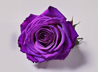 Flor  de rosa roxa vista de cima, em frente a um fundo brancoFlor  de rosa negra com em leve brilho, em frente a um fundo cinza



Purple rose flower viewed from above, in front of a white background