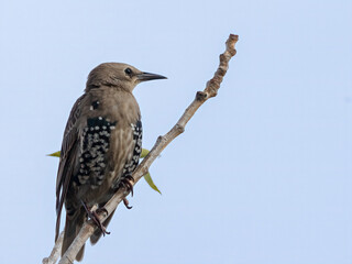 European Starling