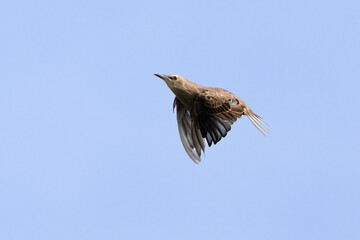 European Starling