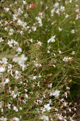 wild white and pink flower sprigs with green background