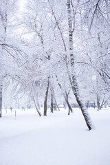 White trees in the snow. Winter Snow Park