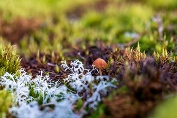Small mushrooms growing on gray moss on a summer afternoon close-up. Beautiful natural backgrounds and textures. 