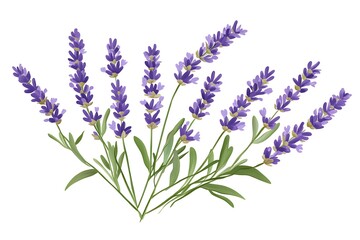 Obraz premium lavender isolated on white or transparent png