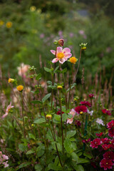 pink flower surrounded by shorter red flowers with green background