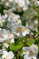  Jasmine flowers on branches with green leaves.