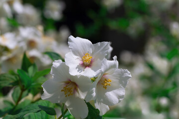 Fototapeta premium Jasmine flowers on branches with green leaves.
