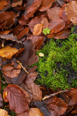 Brown autumn leaves on the floor of a beech forest.