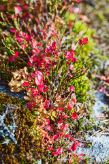 Red and green leaves of a bush. Beautiful natural backgrounds and textures.