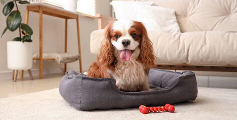 Cute cavalier King Charles spaniel with toy lying in pet bed at home