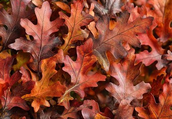 Close-up of red oak leaves in autumn, vibrant fall foliage colors, nature background.