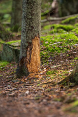 Bark of a tree that has been removed.