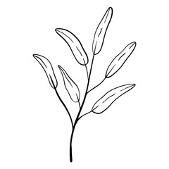 handdrawn aesthetic leaf