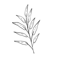 handdrawn aesthetic leaf