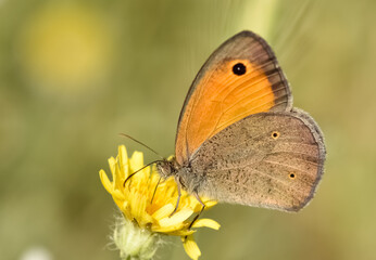 photos of flowers, butterflies and butterflies