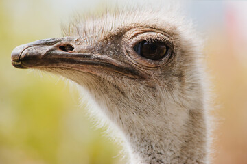 close up portrait of ostrich head, funny bird