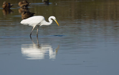 hunting great white egret, hunting great white bird, great white egret has fished something, white bird splashes with water, yellow beak, white feathers, water splashes
