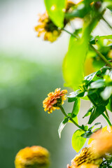 Colourful Common Zinnia in summer sun in a garden.