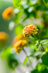 Colourful Common Zinnia in summer sun in a garden.