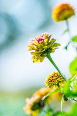 Colourful Common Zinnia in summer sun in a garden.