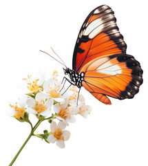 Naklejka premium PNG Butterfly on white flower photography blossom insect.