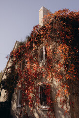 outdoor wall plants on the facade