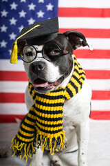 A scientist dog on the background of an American flag. Candidate for training