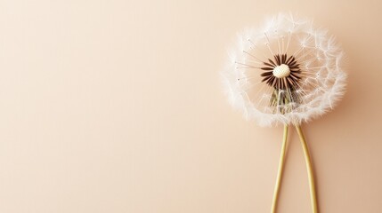 A close-up of a dandelion puff against a soft, neutral background.