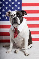 A scientist dog on the background of an American flag. Candidate for training