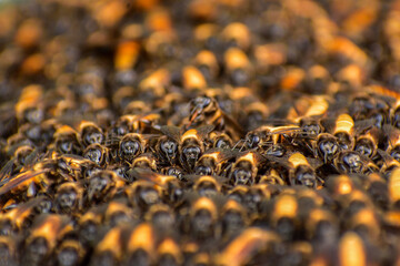 A mesmerizing swarm of bees buzzes diligently around their intricate beehive. The golden honeycomb...