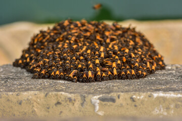 A mesmerizing swarm of bees buzzes diligently around their intricate beehive. The golden honeycomb...