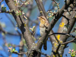 wryneck bird sitting on flowering branches of maypole in spring garden and singing