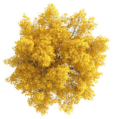 Obraz premium PNG Real yellow birch tree photography foliage view.