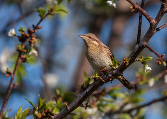 bird wryneck sitting in garden on branch of blooming tree against sky