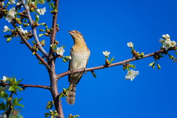 wryneck bird singing in garden on branch of blooming tree against blue sky