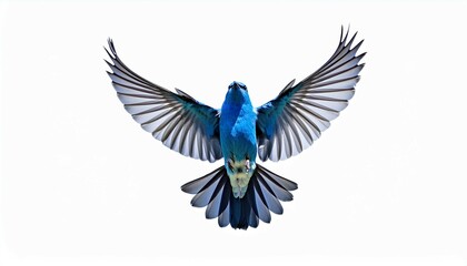 Obraz premium bird on the white backround