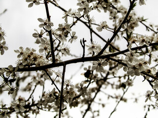 Close up of white flowers of wild apple tree.